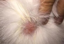 猫身上的虫子是怎样的？（揭秘猫身上寄生虫的种类与危害）
