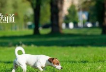 从出生到老去，一只泰迪犬的成长经历（从出生到老去，一只泰迪犬的成长经历）