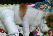 狗腿骨折恢复时间及方法探究（了解狗腿骨折后的康复时间和建议治疗方法）