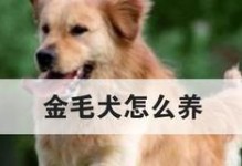 如何爱护幼龄犬？（从喂养到训练，宠物犬的幸福由你来守护）