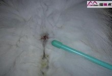 小狗肛门液体的成因及处理方法（了解小狗肛门液体的成分和原因，以及正确的处理方式）
