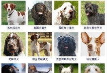 威尔士跳猎犬饲养方法大全（从幼犬到成年犬，一起了解威尔士跳猎犬的饲养技巧）