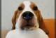 七种热门犬种（迷人、可爱、讨人喜欢——热门犬种的魅力）
