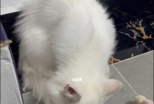 新家的小猫不吃猫粮怎么办？（以宠物为主，两个月大小的小猫不吃猫粮的原因和解决方法）