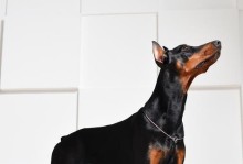 改掉小鹿犬的坏习惯，使其成为理想的宠物伙伴（接受缺点，正确训练，打造乖巧听话的小鹿犬）