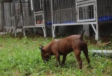 揭秘苏牧犬的缺点（苏牧犬缺点大揭秘，买家必看！）