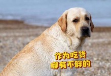 拉布拉多胃状况详解（了解拉布拉多的胃部健康问题及相关护理知识）