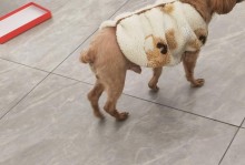 狗狗嫉妒心泛滥？揭秘它们对主人对待别的狗的妒忌情绪