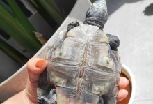 乌龟腹甲脱落的原因及治疗方法（乌龟腹甲脱落药物选择及使用技巧）