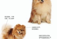 如何判断一只博美犬的纯度？（掌握关键指标，准确判断博美犬的纯种性）
