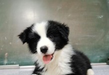 选择适合边牧的体外驱虫方法（了解边牧犬的需求，选择合适的驱虫方式）