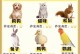 养宠物多久去宠物医院合适？（了解宠物医疗服务，让爱宠更健康）