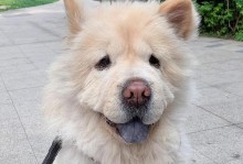 松狮犬的价格是多少？（探究松狮犬市场行情及关键因素）