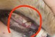 猫咪的牙齿寿命及掉牙周期（探索猫咪牙齿生长和掉落的奥秘）