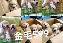 金毛幼犬喂食规律及注意事项（一天几次喂食合适？喂食量要如何控制？）