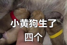 小狗肚子破了该怎么办？（应对刚生下小狗肚子破的紧急情况）