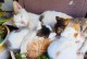 猫咪生育年龄与注意事项（了解猫咪的发情期，保障猫咪健康生产）