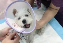 狗狗接种疫苗的时间安排（合理的接种时间能够保护狗狗的健康）