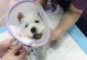 狗狗接种疫苗的时间安排（合理的接种时间能够保护狗狗的健康）