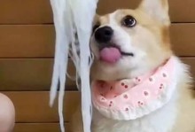 解决狗一直吃饭问题的有效方法（如何控制狗的饮食量，避免过度进食）