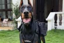 养杜宾犬的6大事项（了解这些关键点，成为杜宾犬的好主人）