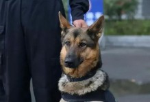 以色列军犬和警犬的三大不同点（一起了解军犬和警犬的职责和训练）