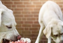 狗狗的禁忌食物（为了你的爱犬的健康，避免这些食物！）