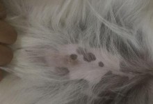 狗狗身上黑黑斑点的病因与治疗（探究狗狗身上黑黑斑点的原因及相关治疗方法）