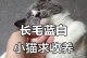 猫咪长毛的时间与注意事项（从无毛到长毛，猫咪成长中的蓬发奇迹）
