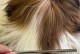 狗狗脱毛周期及护理方法（探索狗狗脱毛周期的关键因素及如何进行适当的护理）