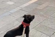 比特犬何时会长粗？（揭开比特犬成长之谜，）