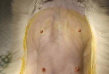 猫剖腹产小猫的过程及处理方法（探索猫咪剖腹产的时间和后续护理技巧）