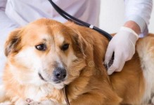 了解狗狗肝脏病的症状和治疗方法（探索狗狗肝脏病的常见症状及其危害）