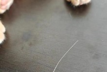 猫咪胡须的重要性与作用（胡须对猫的感知和生活至关重要）