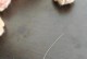 猫咪胡须的重要性与作用（胡须对猫的感知和生活至关重要）