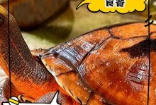 金钱龟（探寻金钱龟身价的原因与独特之处）