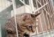 猫咪为何喜欢把肉叼到窝里躲着吃？（探究猫咪行为背后的原因与动机）