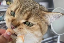 为什么狗不吃虾？（探究狗类不食用虾肉的原因）