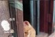 猫咪和仓鼠的共处之道（注意事项和适应方法）