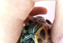 以巴西龟白眼病的治疗药物选择（了解白眼病的症状和治疗方法，选择最适合的药物）