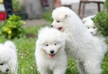 选择合适的狗粮，让你的萨摩幼犬健康成长（为你的宠物选择适合的狗粮，关键在于什么？）