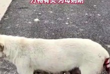 母狗生产前多久会有乳汁？（探究母狗生产前的乳汁分泌时间和原因）