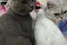 卡特尔猫和蓝猫（了解卡特尔猫和蓝猫的特点和魅力）
