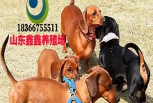 如何训练你的腊肠犬定点大小便？（以宠物为主，轻松学会训练技巧）