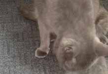 猫为什么会帮其他猫舔毛？（探究猫之间舔毛行为的原因与意义）
