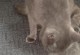 猫为什么会帮其他猫舔毛？（探究猫之间舔毛行为的原因与意义）