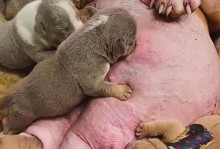 以狗生宝宝的过程要多久时间？（了解狗繁殖周期和生育时间的关键因素）