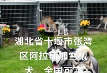 如何训练雪橇犬（掌握关键技巧，打造顺从可爱的宠物）