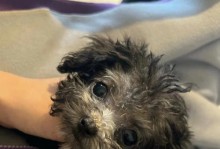 泰迪三个月（从幼小到成长，泰迪的三个月日记）