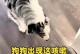 狗狗窝咳需要多长时间才能痊愈？（探索狗狗窝咳的康复时间和关键因素）